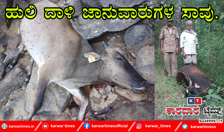 ಹುಲಿ ದಾಳಿ ಜಾನುವಾರುಗಳ ಸಾವು.