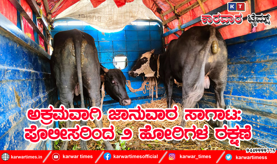 ಅಕ್ರಮವಾಗಿ ಜಾನುವಾರ ಸಾಗಾಟ: ಪೊಲೀಸರಿಂದ 2 ಹೋರಿಗಳ ರಕ್ಷಣೆ