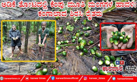 ಅಡಿಕೆ ತೋಟದಲ್ಲಿ ಕೆಂಪು ಮೂತಿ ಮಂಗಗಳ ಹಾವಳಿ: ಕಂಗಾಲಾದ ಶಿರಸಿ ರೈತರು