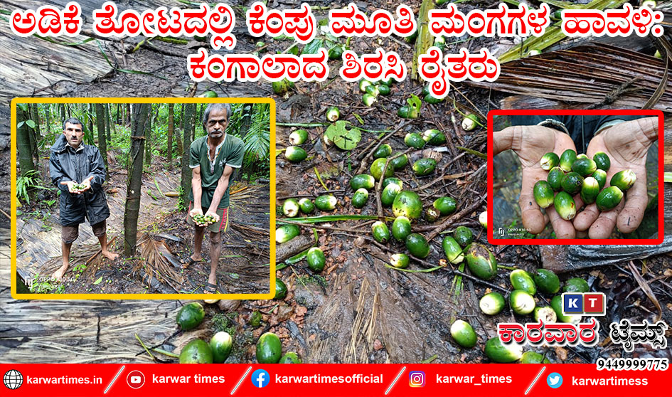 ಅಡಿಕೆ ತೋಟದಲ್ಲಿ ಕೆಂಪು ಮೂತಿ ಮಂಗಗಳ ಹಾವಳಿ: ಕಂಗಾಲಾದ ಶಿರಸಿ ರೈತರು