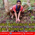 ಅತಿಯಾದ ಕೊಳೆರೋಗದಿಂದ ಕಂಗಾಲಾದ ರೈತರು, ಸ್ಪಂದಿಸಬೇಕಿದೆ ಅಧಿಕಾರಿಗಳು