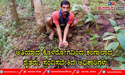 ಅತಿಯಾದ ಕೊಳೆರೋಗದಿಂದ ಕಂಗಾಲಾದ ರೈತರು, ಸ್ಪಂದಿಸಬೇಕಿದೆ ಅಧಿಕಾರಿಗಳು
