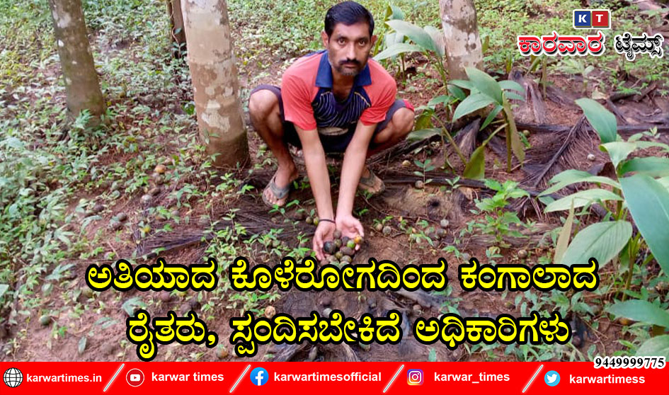 ಅತಿಯಾದ ಕೊಳೆರೋಗದಿಂದ ಕಂಗಾಲಾದ ರೈತರು, ಸ್ಪಂದಿಸಬೇಕಿದೆ ಅಧಿಕಾರಿಗಳು