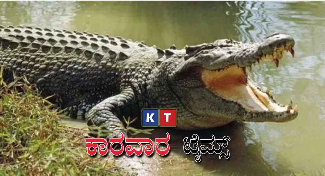 ಸೇಲ್ಪಿ ತೆಗೆಯುತ್ತಿದ್ದ ವೇಳೆ ಮೊಸಳೆ ಪ್ರತ್ಯಕ್ಷ : ಮೂರ್ಚೆ ಹೋದ ಯುವತಿ