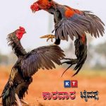 ಅಂಗಡಿಬೈಲನಲ್ಲಿ ಕೋಳಿ ಅಂಕ ನಡೆಸಿ ಪಾರುಪತ್ಯ ಮರೆದ ಜೂಜುಕೋರರು