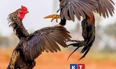 ಅಂಗಡಿಬೈಲನಲ್ಲಿ ಕೋಳಿ ಅಂಕ ನಡೆಸಿ ಪಾರುಪತ್ಯ ಮರೆದ ಜೂಜುಕೋರರು