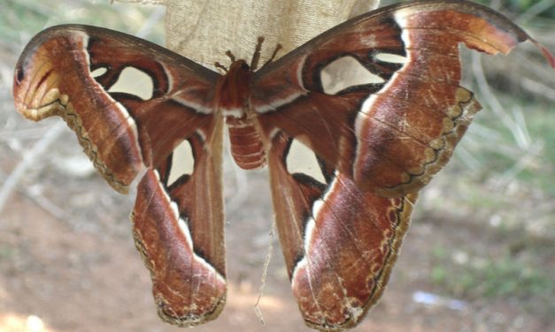 ಬೊಬ್ರವಾಡದಲ್ಲಿ ಗಮನ ಸೆಳೆದ ಹಾರುವ ರತ್ನ