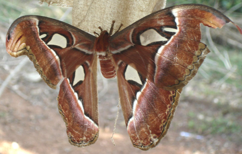 ಬೊಬ್ರವಾಡದಲ್ಲಿ ಗಮನ ಸೆಳೆದ ಹಾರುವ ರತ್ನ