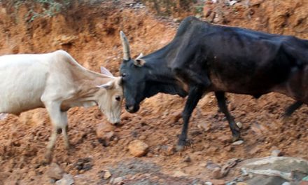 ನಡುರಸ್ತೆಯಲ್ಲಿ ಆತಂಕ ಸೃಷ್ಠಿಸಿದ ಗೂಳಿ ಕಾಳಗ