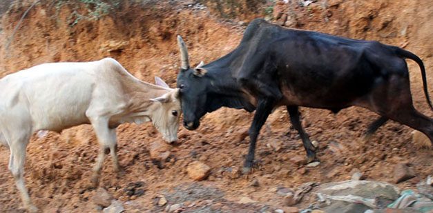 ನಡುರಸ್ತೆಯಲ್ಲಿ ಆತಂಕ ಸೃಷ್ಠಿಸಿದ ಗೂಳಿ ಕಾಳಗ