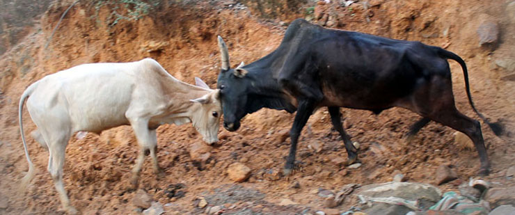 ನಡುರಸ್ತೆಯಲ್ಲಿ ಆತಂಕ ಸೃಷ್ಠಿಸಿದ ಗೂಳಿ ಕಾಳಗ